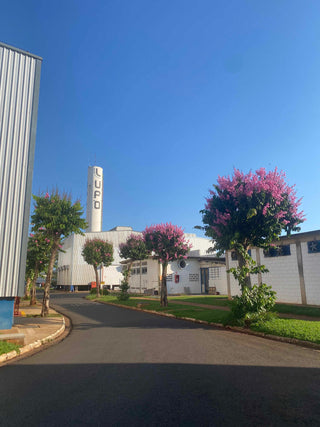 Lupo Underwear: 100+ Years of Brazilian Innovation & Comfort